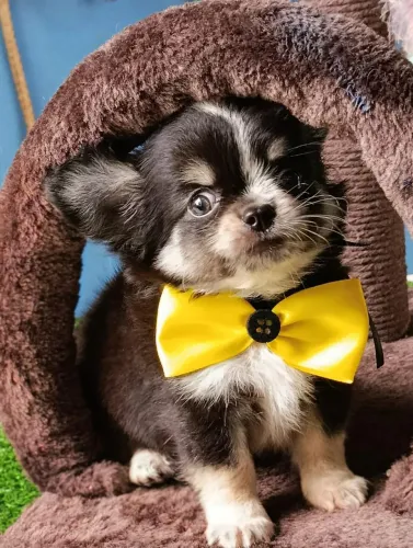 Filhote chihuahua macho tricolor pelo longo