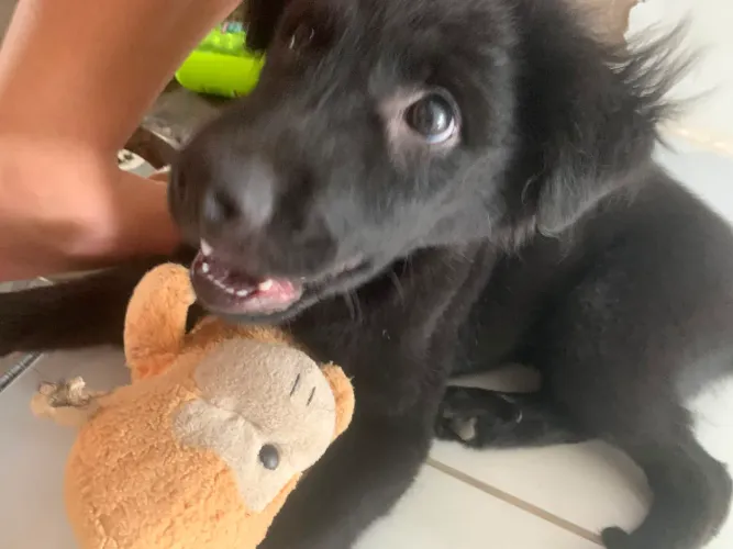Cachorra fêmea para adoção responsável