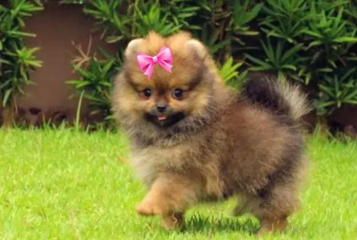 FÊMEA Lulu da Pomerânia mini - Laranja sable