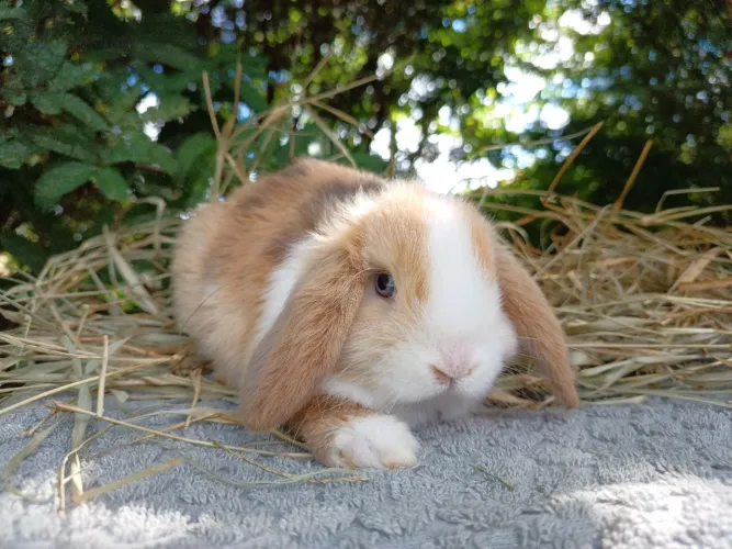 Coelho Mini Lop 