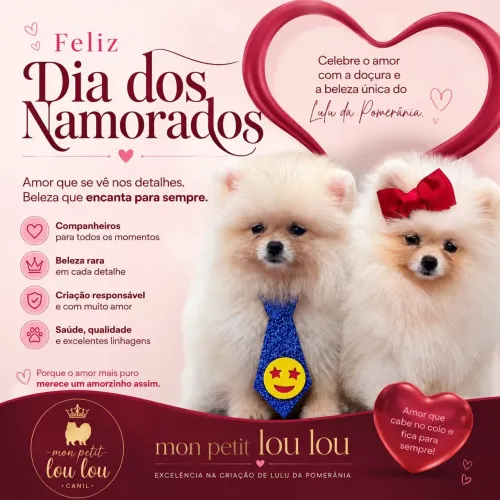 LULU POMERANIA- SPITZ ALEMÃO 