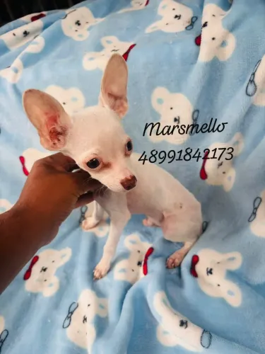 Lindos filhotes de pinscher machinhos