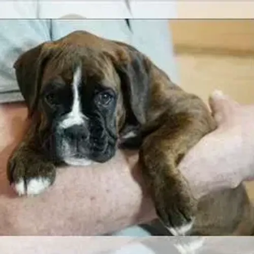 Boxer,Boxer Filhote com Ótimo Padrão da Raça e Perfil Brincalhão