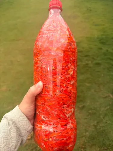 Pimenta Malagueta - Conserva em salmoura
