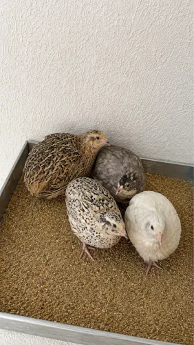 OVOS FÉRTEIS DE CODORNA GIGANTE 