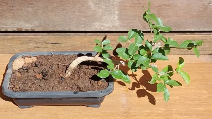 Lindo Bonsai de Acerola