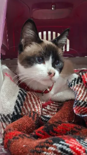 Gatinho castrada para adoção responsável