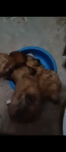 Cachorro poodle à venda