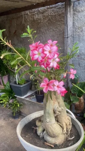 Vendo rosa do deserto