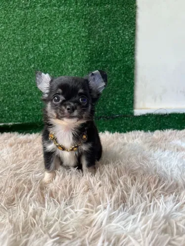 Chihuahua