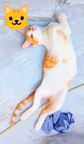 DOAÇÃO GATO