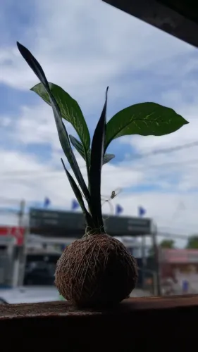 Kokedama espada de São Jorge + Comigo ninguém pode Média