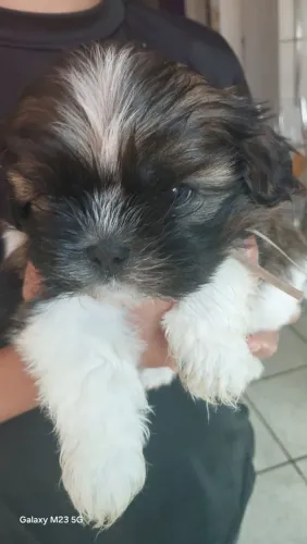 Filhotes de shih tzu