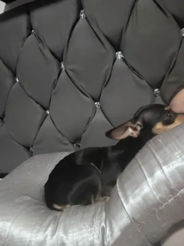 Troco fêmea por macho 