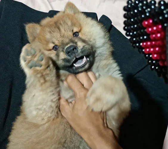 Chow chow filhote 