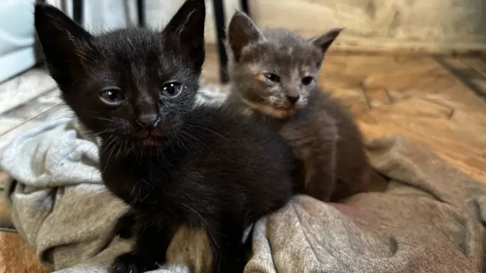 Gato filhote para doação