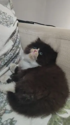 Filhote de gato persa 