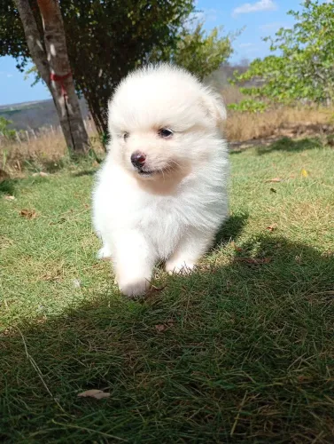 Spitz alemão fêmea 
