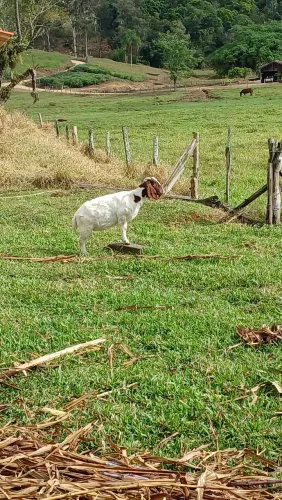 Cabra Boer 