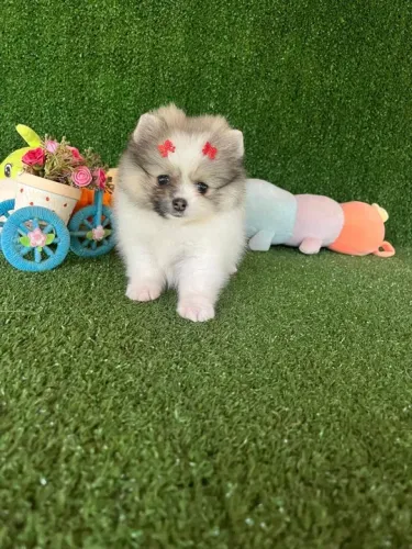 Spitz alemão fêmeas anão