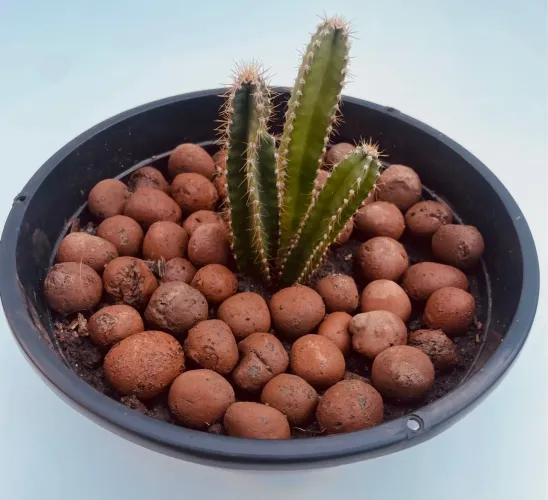 Planta Cacto