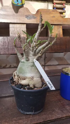 Arabicum apenas 6 unid