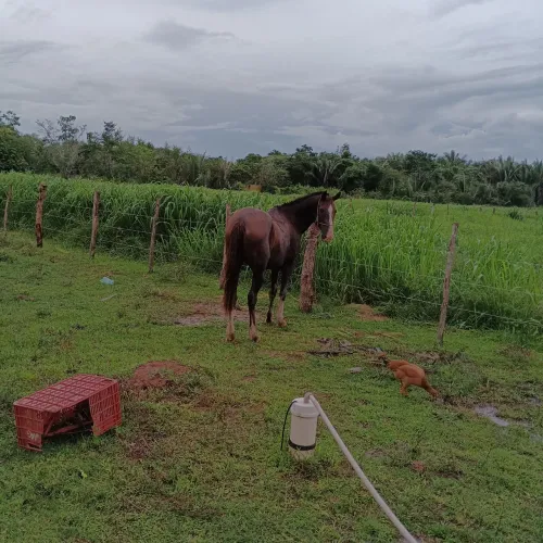 Vendo cavalo ou troco por algo do interesse , iPhone etc.