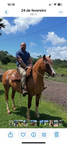 Cavalo crioulo . Para lida ou laço. 