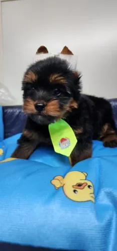 Yorkshire Terrier machinho