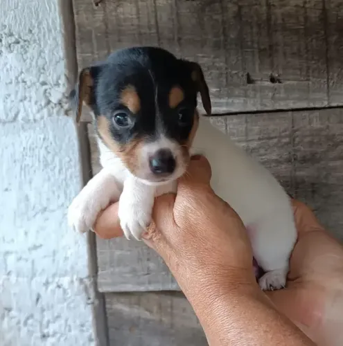 Raça Fox Paulistinha entrega em 2 dias 