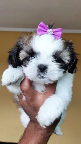 Filhote de Shih Tzu fêmea