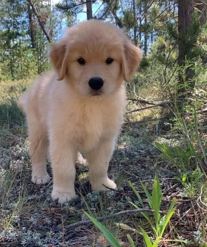 Golden um eterno bebê 