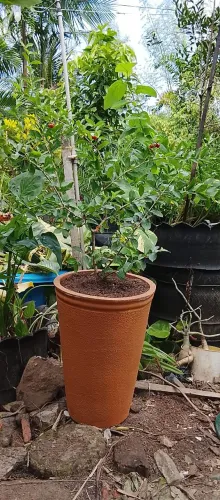 Frutíferas produzindo Acerola enxertada no vaso