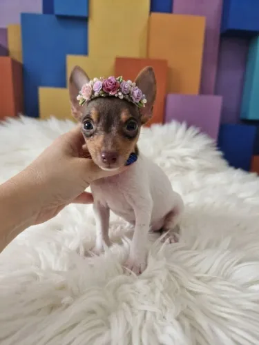 Pinscher Essa linda princesa