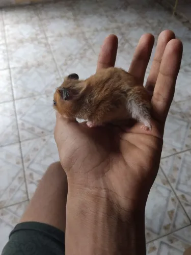 Hasmter anam 50 reais fêmea 