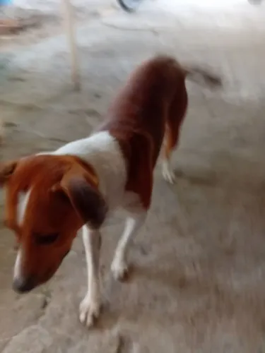Cachorro para doação, decadência de ração
