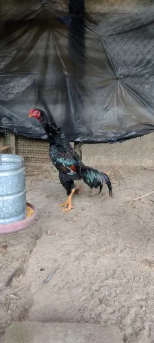 Galo índio!