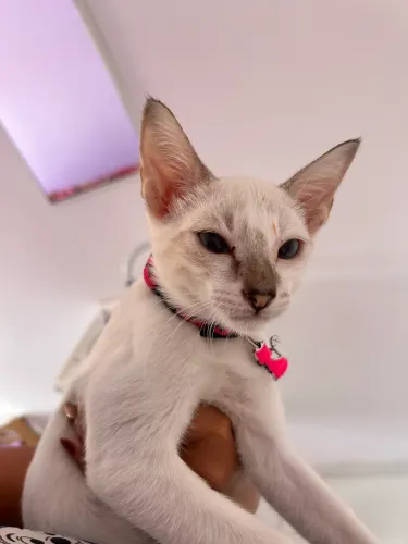 Gatinha pra doação 