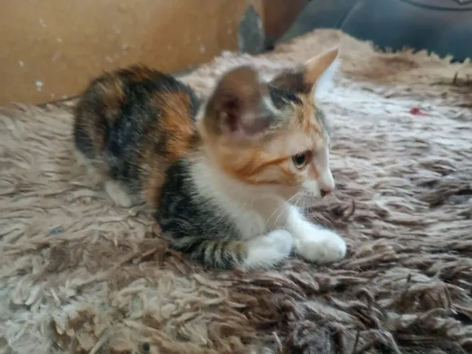 Gata filhote para adoção