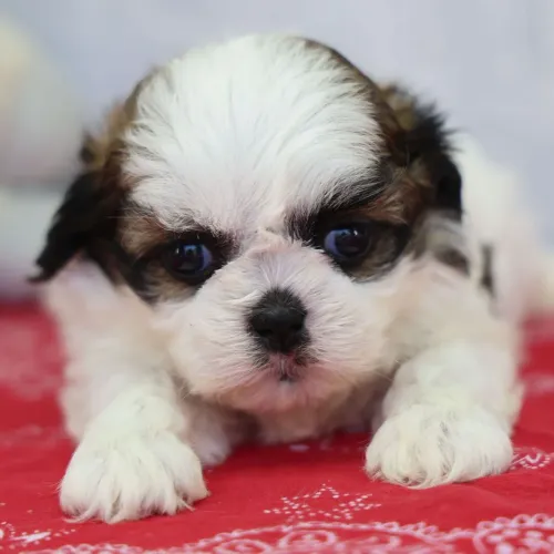 Shih tzu | Fotos e vídeos no WhatsApp