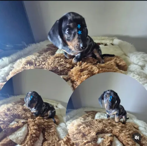 Machinho alerquim dachshund 