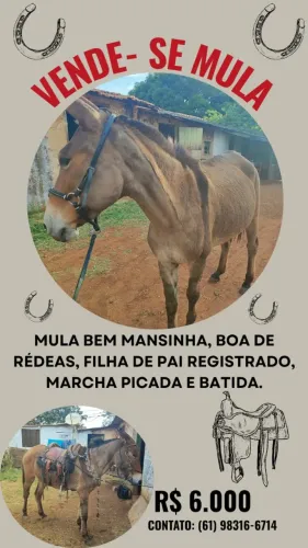 Mula extra de sela e boa índole
