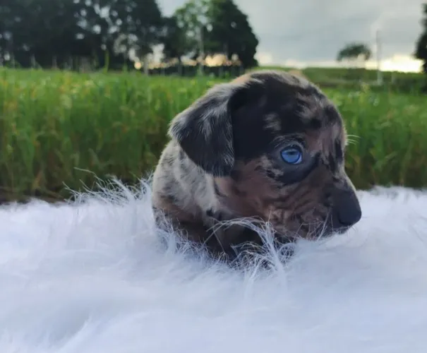 Dachshund mofado 
