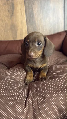 dachshund salsichinha