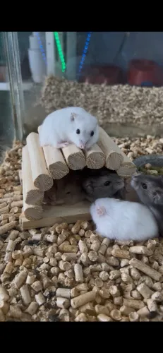 Hamster anão russo