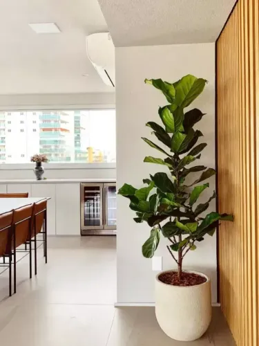 Ficus-lira