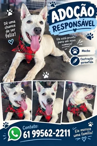 Cachorros para adoção