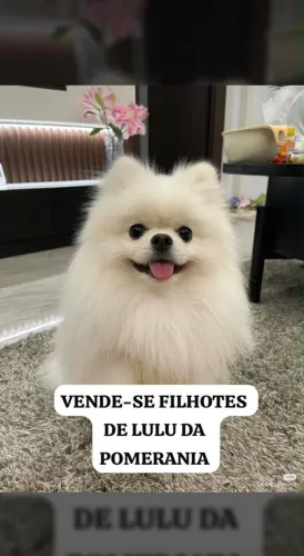 Spitz alemão Lulu da pomerania