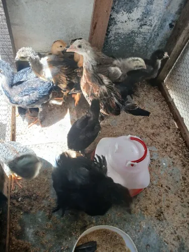 Vendo 10 pintinhos raças ( capoeira, Polônia e brama) valor R$ 200,00