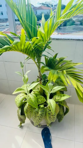 Palmeira Veitchia